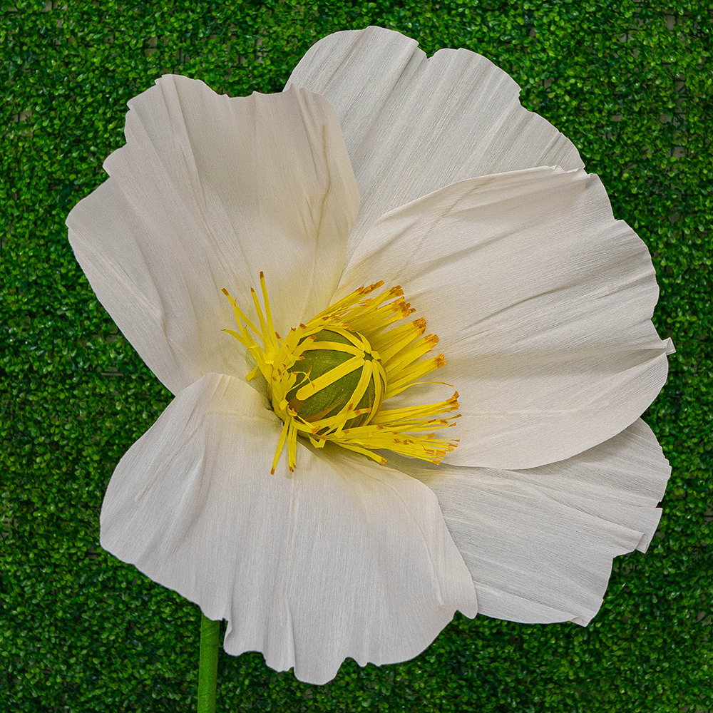 White Poppy-3